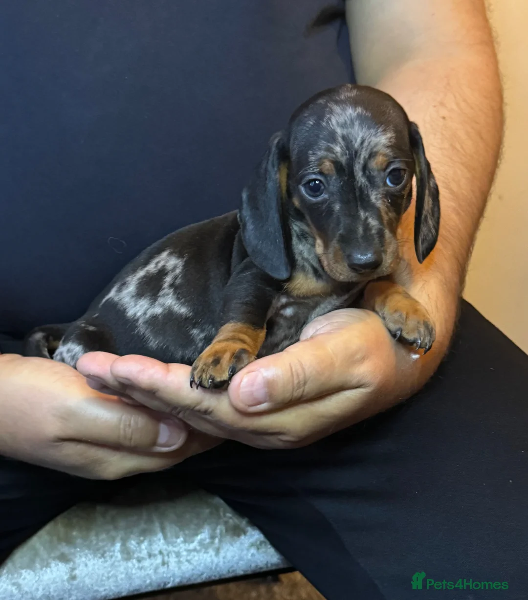Miniature Dachshund dogs for sale: Miniature dachshund puppies  - Advert 12