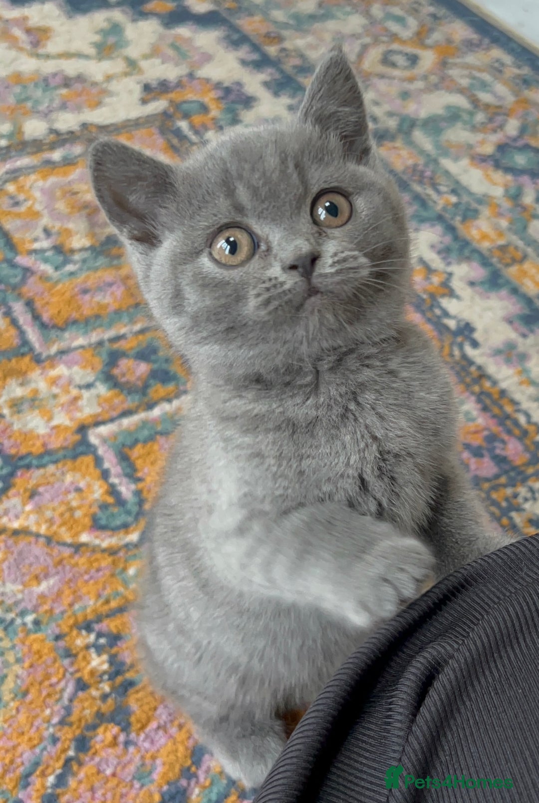 British Shorthair cats for sale: Beautiful British shorthair kittens  - Advert 10