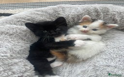 Mixed Breed cats for sale: 3 12-week old kittens available - Image 9