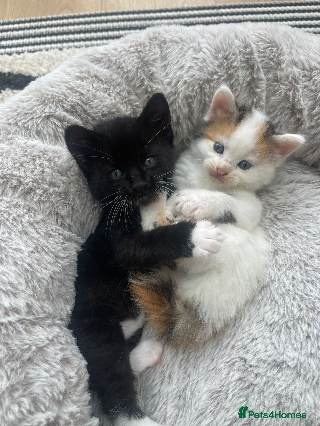 Mixed Breed cats for sale: 3 12-week old kittens available - Image 9