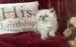 Persian cats for sale: Last kitten Ready Sat. Affectionate Persian Boy 🐾 - Image 12