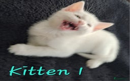 Mixed Breed cats for sale: 4 cute kittens up for sale - Image 18