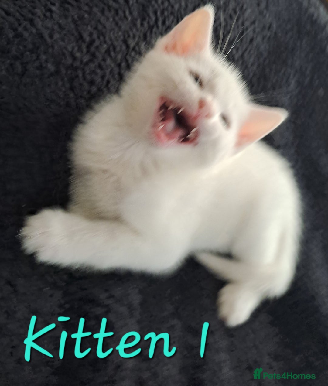 Mixed Breed cats for sale: 4 cute kittens up for sale - Image 18