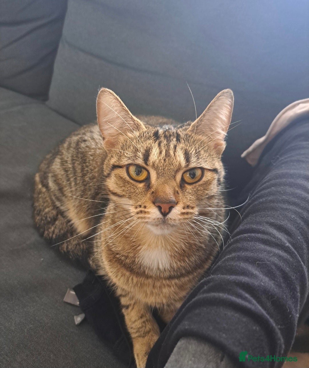 Mixed Breed cats for sale: Oreo and Luna - Advert 7