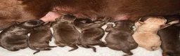 Labrador Retriever dogs for sale: Choc & Yellow Labs 202 DNA KC - Advert 4