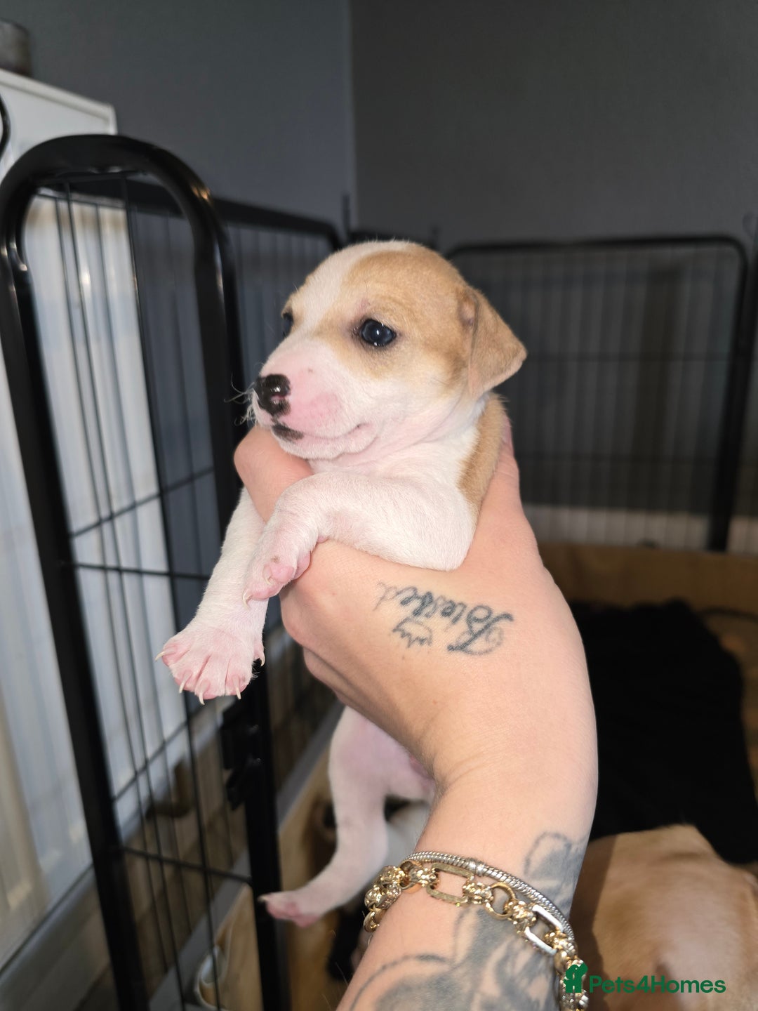 Jack Russell dogs for sale: Jack russel puppies  - Advert 2