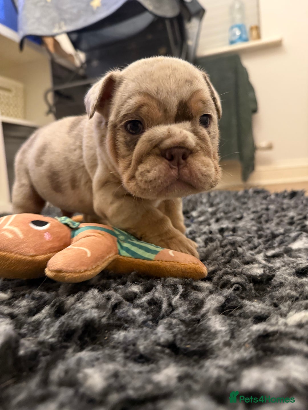 English Bulldog dogs for sale: Lilac Merle female English bulldog puppies  - Advert 10