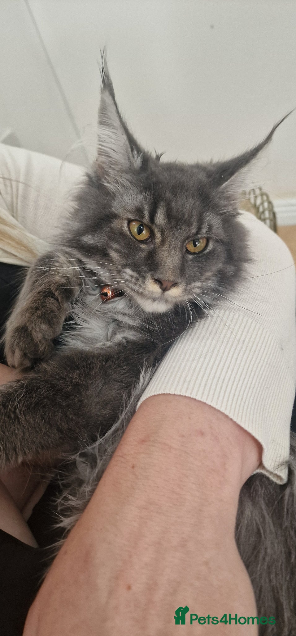 Maine Coon cats Last stunning Maine Coon kitten - Advert 2