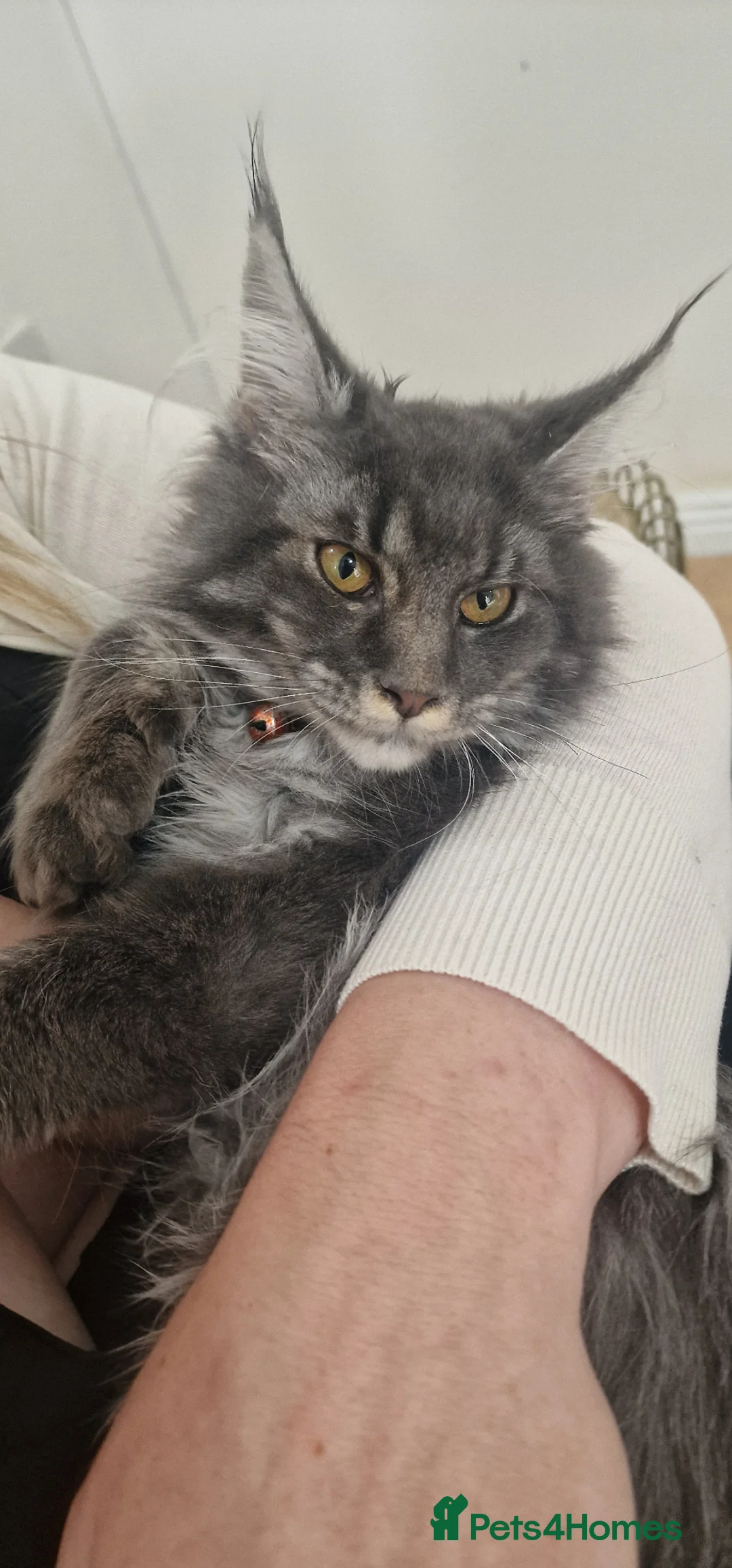 Maine Coon cats for sale: Last stunning Maine Coon kitten - Advert 2