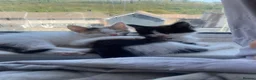 Mixed Breed cats for sale: Beautiful litter of 4 kittens - Advert 3