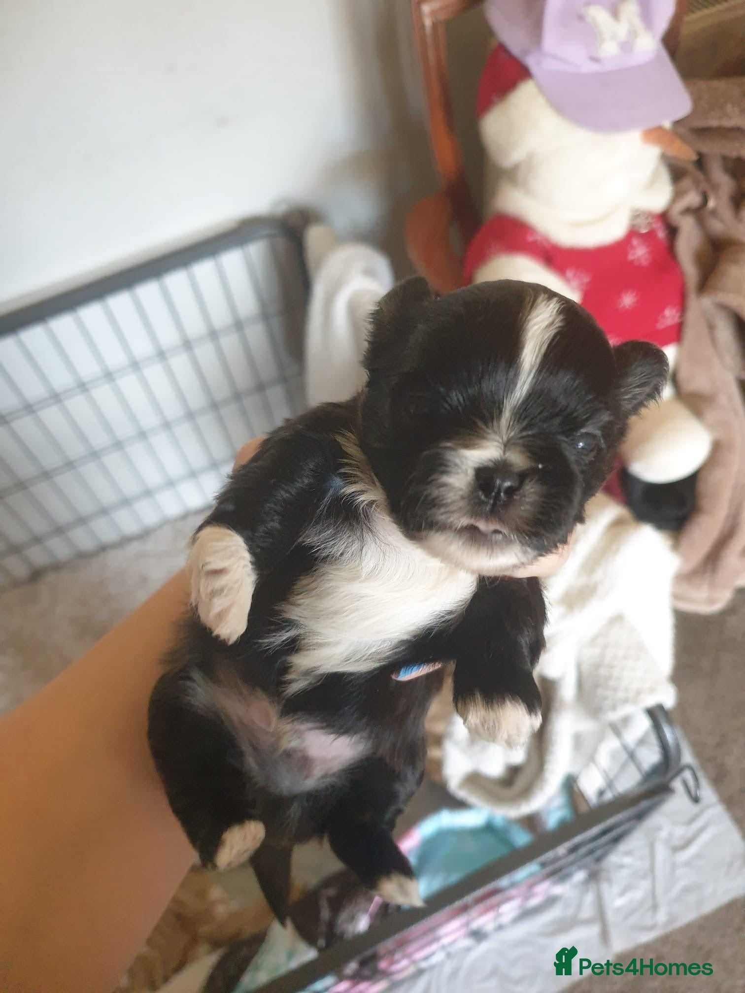 Shih Tzu Puppy 1