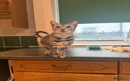 Bengal cats for sale: 4 year old silver Bengal female  - Image 4