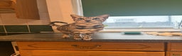 Bengal cats for sale: 4 year old silver Bengal female  - Advert 4