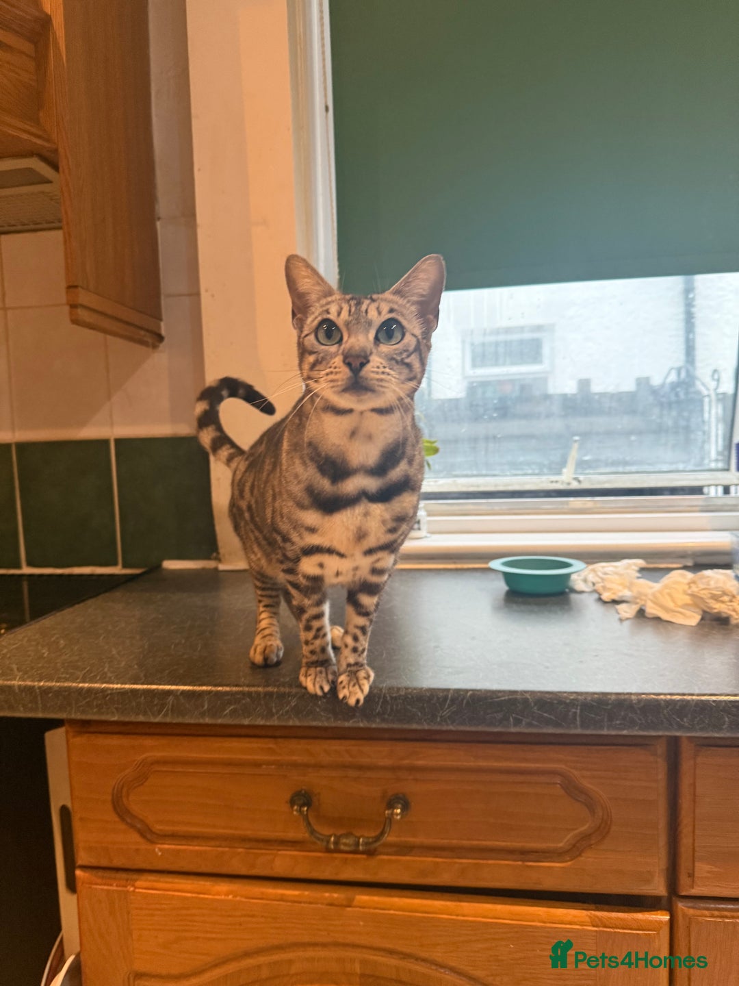 Bengal cats for sale: 4 year old silver Bengal female  - Image 4