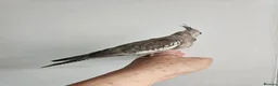 Mixed Breed birds for sale: Hand reard baby's  in Darlington - Advert 5