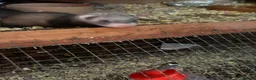 Ferret rodents for sale: Lovely ferrets for sale in Blackwood - Advert 4