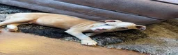 Mixed Breed dogs for sale: Gorgeous bully boy! - Advert 3