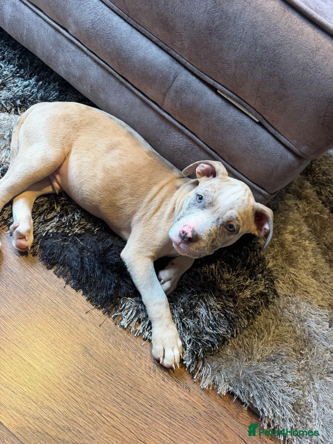 Mixed Breed dogs for sale: Gorgeous bully boy! - Advert 3