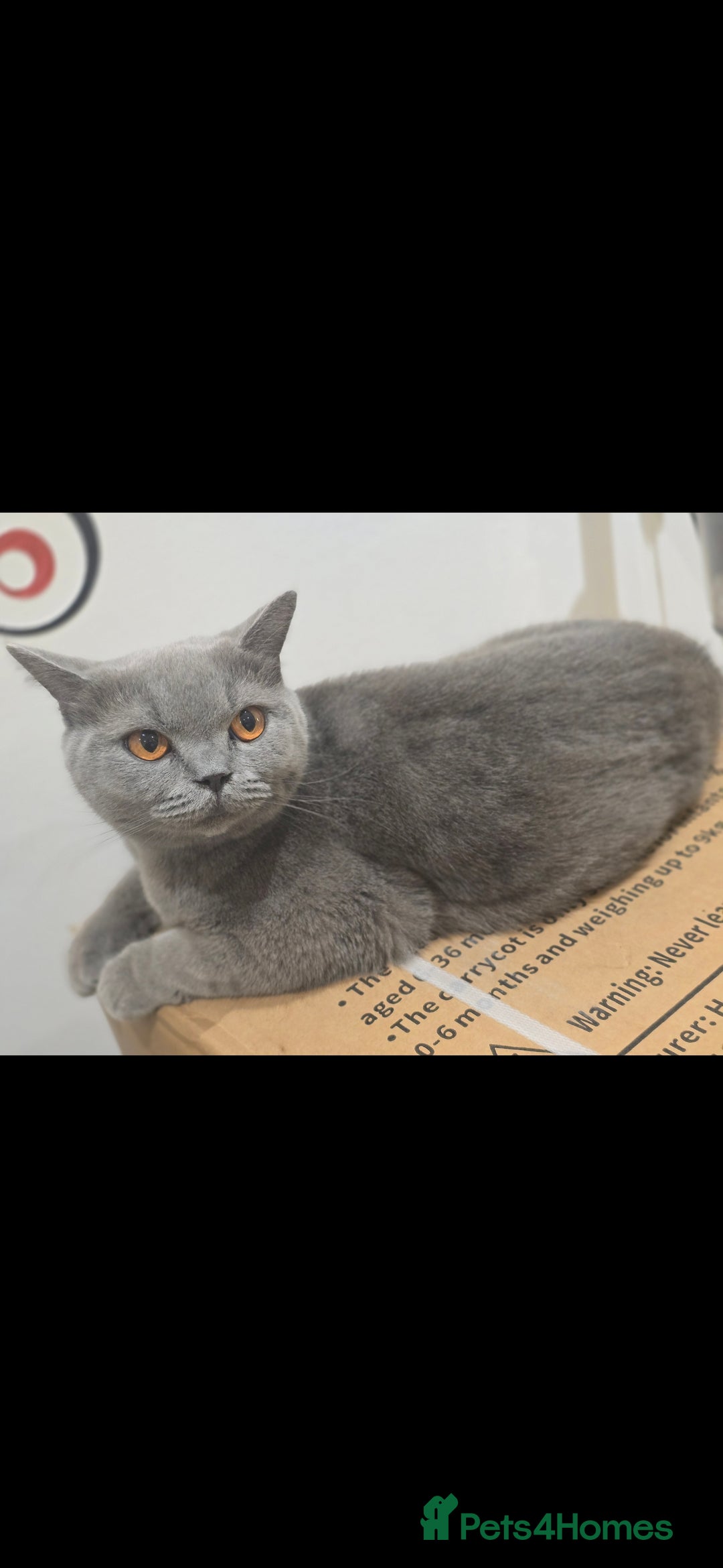 British Shorthair cats for sale: Looking for a Loving Home for Luna 🐾 - Advert 3