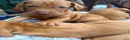 Hungarian Vizsla dogs for sale: Collect in two weeks!🐾KC smooth Hungarian Vizslas - Advert 27
