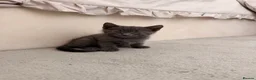 Mixed Breed cats for sale: Beautiful little boy kitten x in Wednesbury - Advert 4