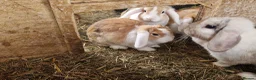 Dwarf Lop rabbits for sale: Friendly, lovely, laidback dwarf lop girls🐰🥰 - Advert 8