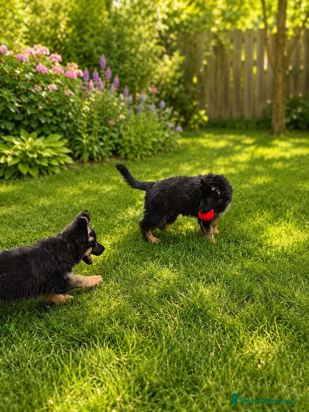 German Shepherd dogs 2 healthy straight back KC registered male GSP's  - Advert 2
