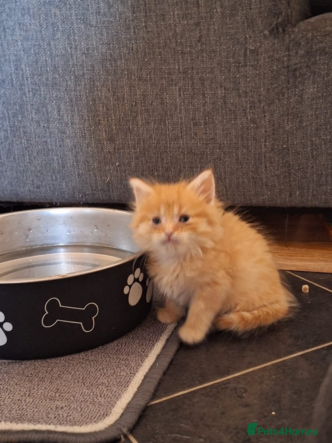 Maine Coon cats for sale: Beautiful red maine coon x - Image 3