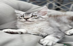 Maine Coon cats for sale: Perfect Maine Coons - Image 8