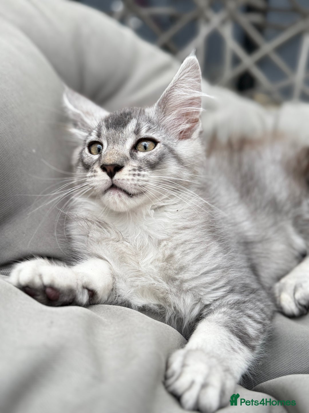 Maine Coon cats for sale: Perfect Maine Coons - Image 8
