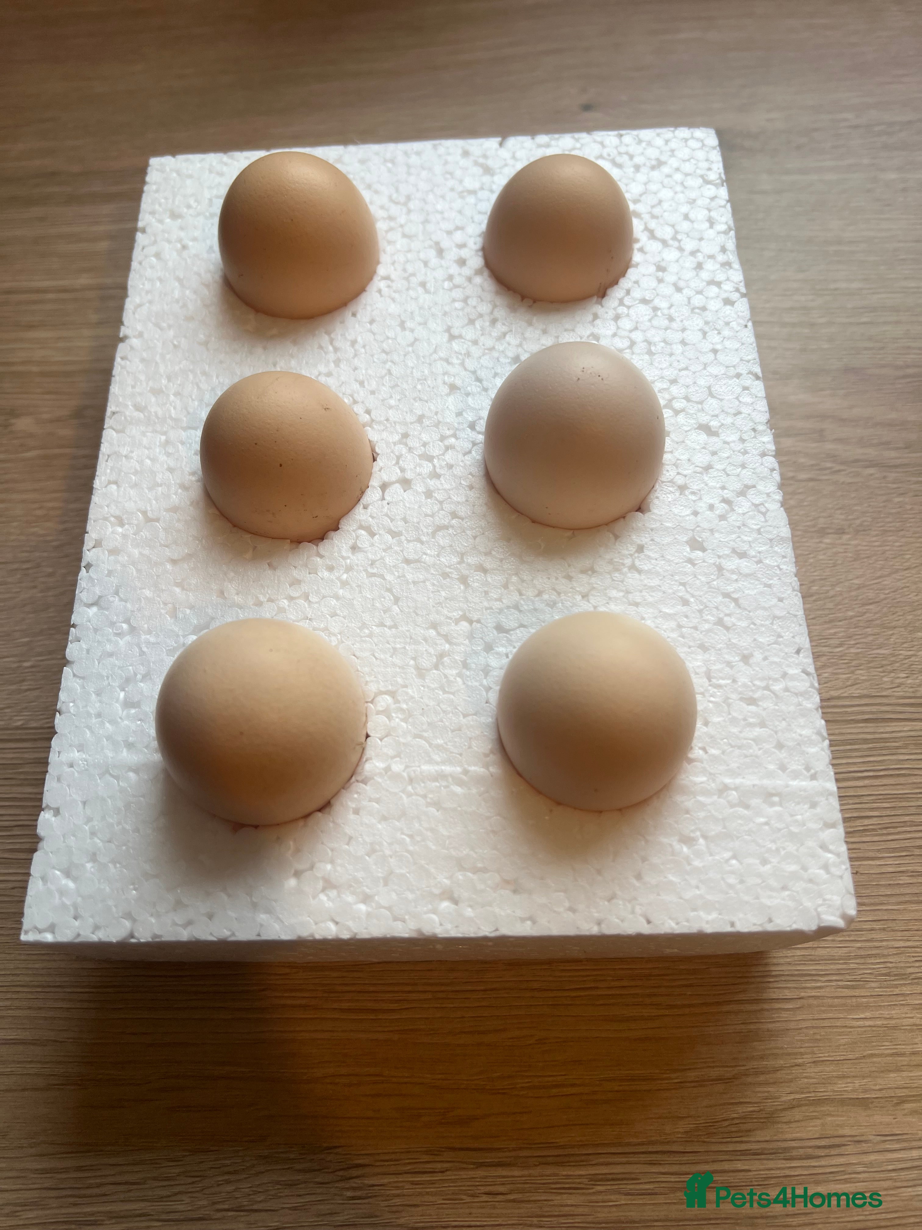 Chickens poultry Mixed Bantam HATCHING EGGS - Advert 1