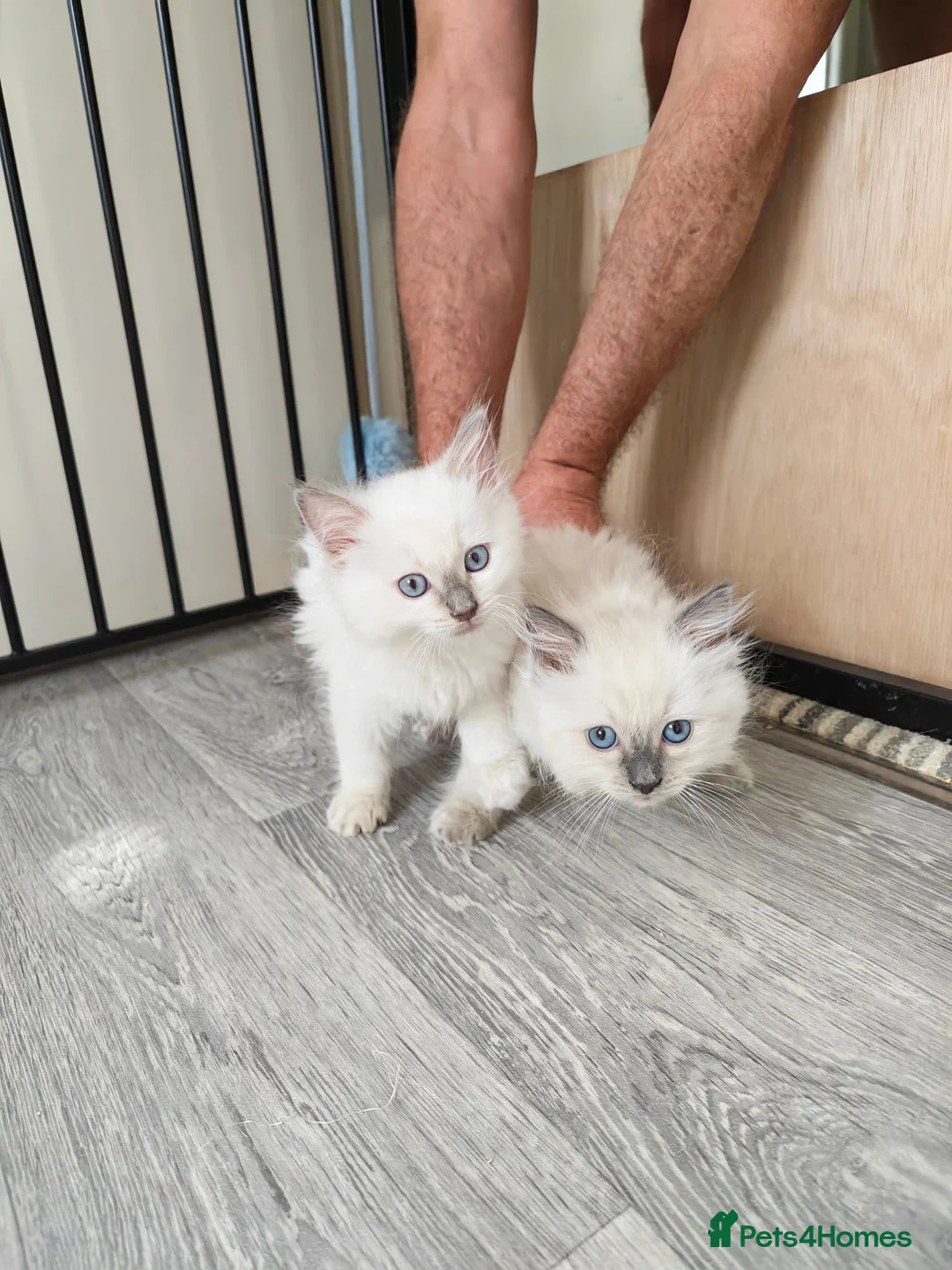 Ragdoll cats for sale: Ragdoll male kittens - Advert 4
