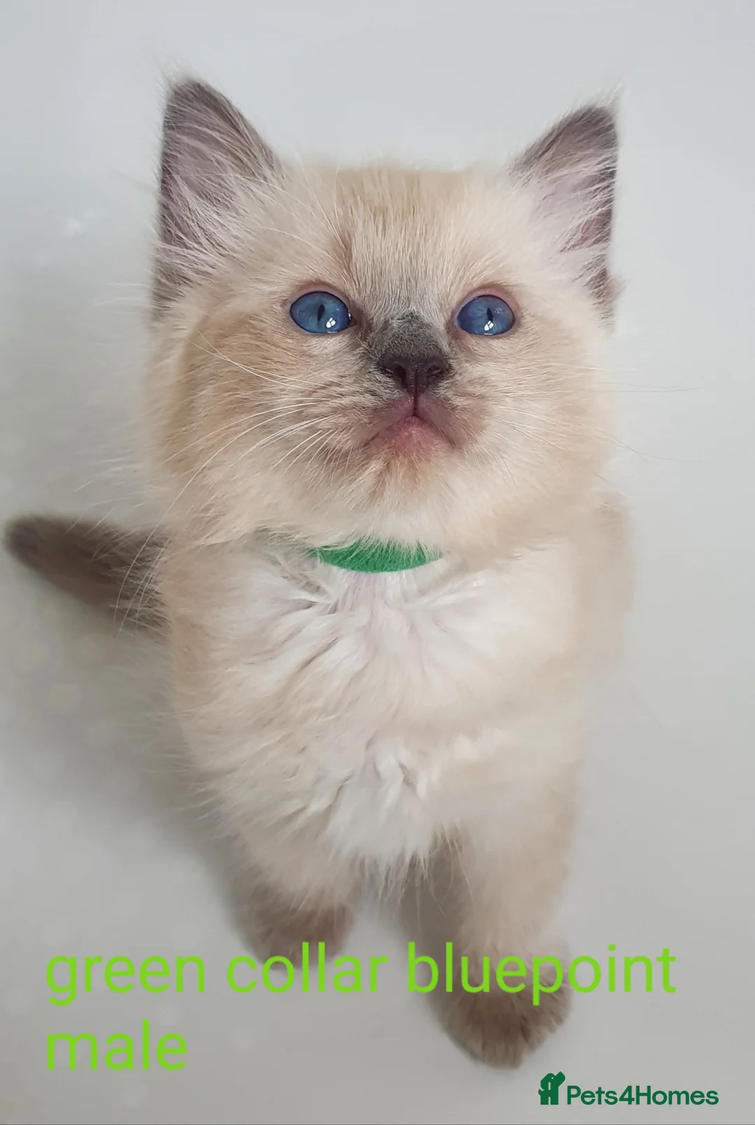 Ragdoll cats for stud: *stud*Gccf & tica entire active bluepoint ragdoll in Oldham - Advert 18