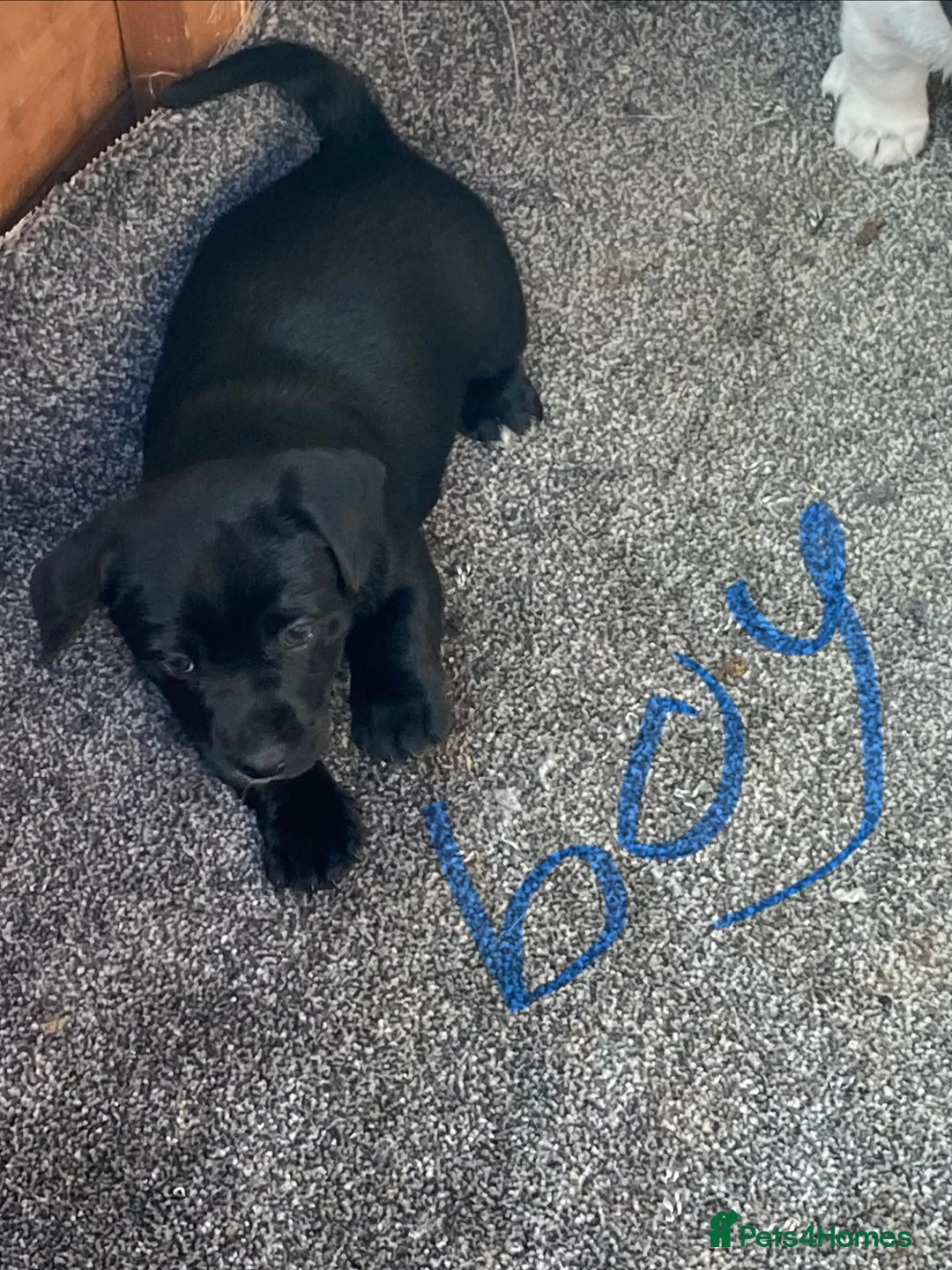 Jack Russell dogs for sale: Jack Russell puppies  - Advert 2