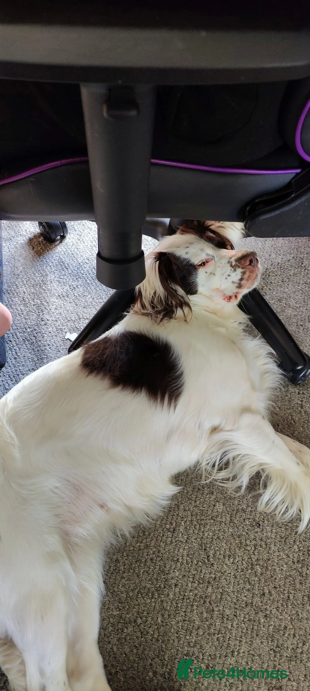 Sprocker dogs for sale: 4 year old Sprocker spaniel female - Advert 2
