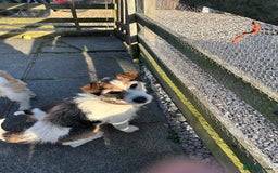 Jack Russell dogs for sale: Gorgeous Jack Russell  puppies ready now, two left - Image 3