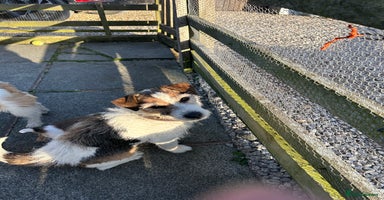 Jack Russell dogs - Advert 13