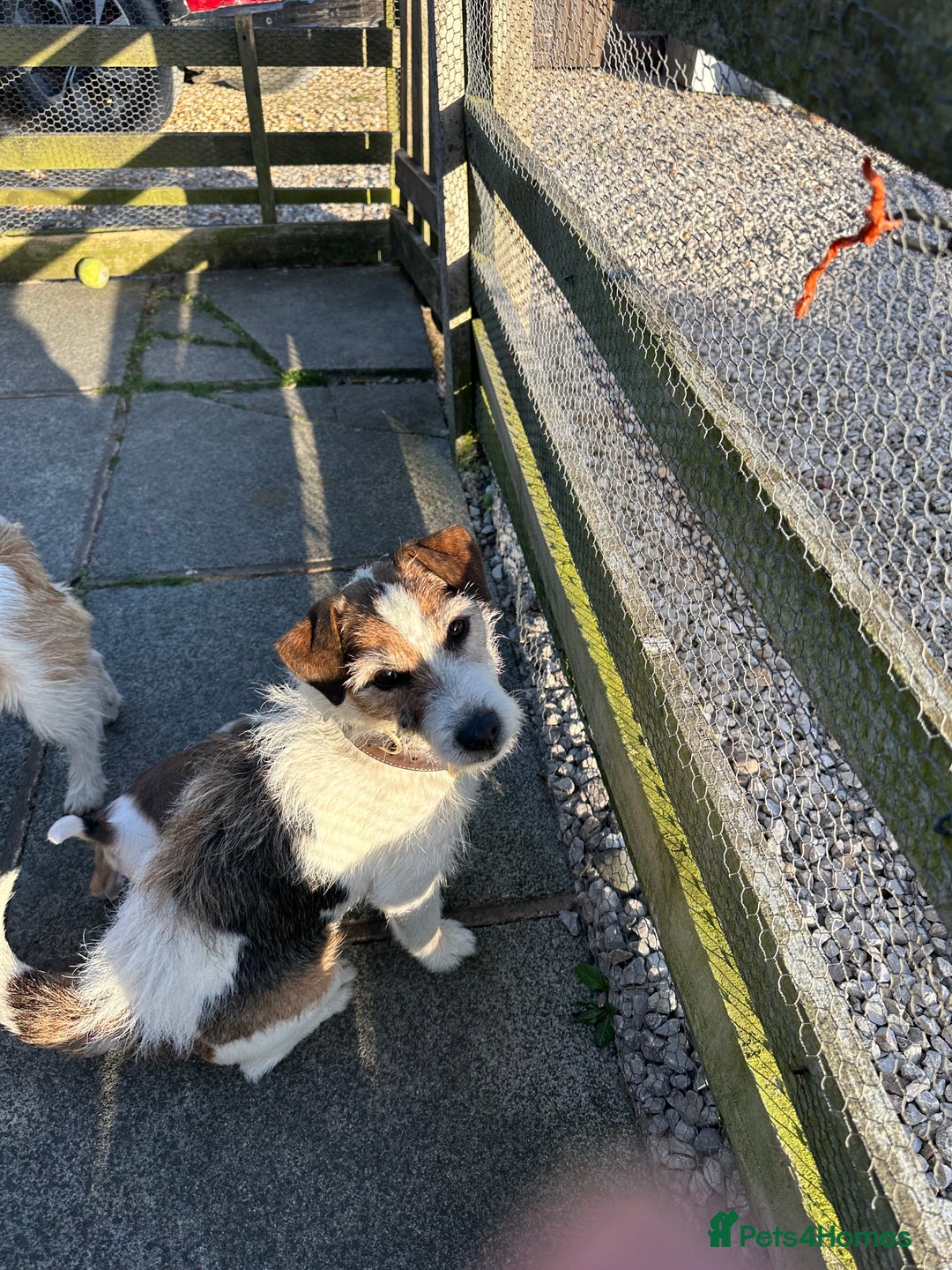 Jack Russell dogs for sale: Gorgeous Jack Russell  puppies ready now, two left - Image 3