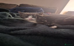 Domestic Shorthair cats for sale: 2x kittens  - Image 3
