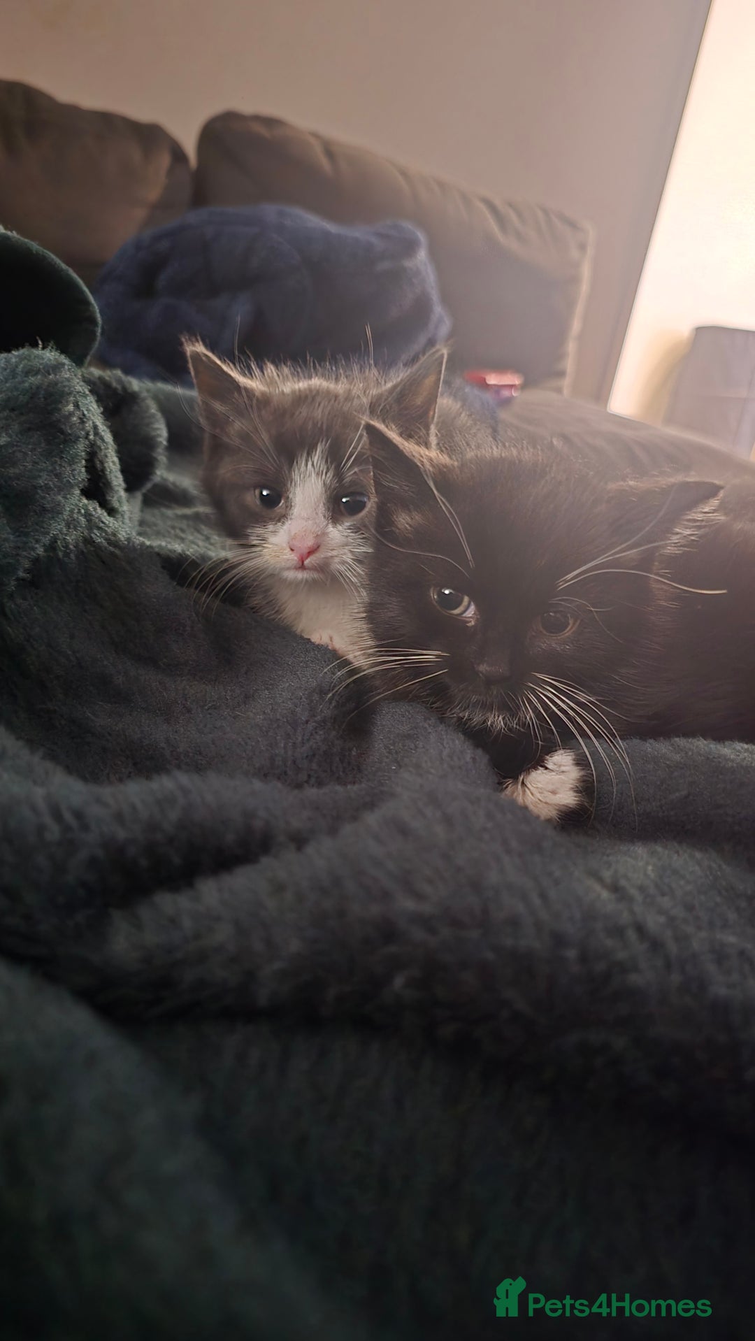 Domestic Shorthair cats for sale: 2x kittens  - Image 3
