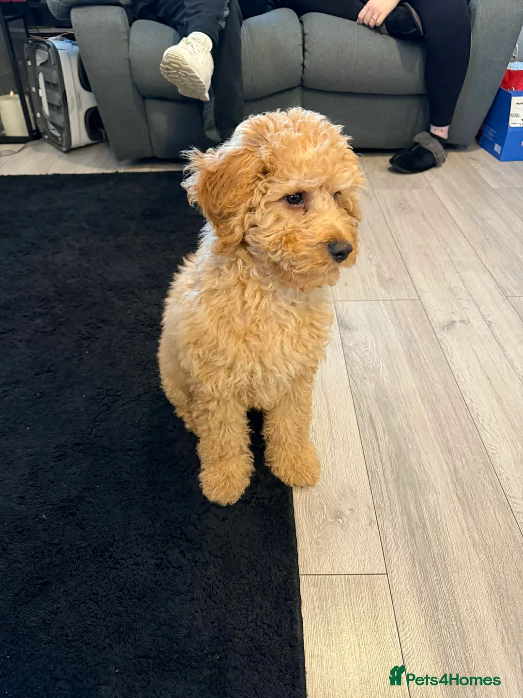 Cockapoo dogs for sale: Stunning cockapoo in Preston - Advert 1