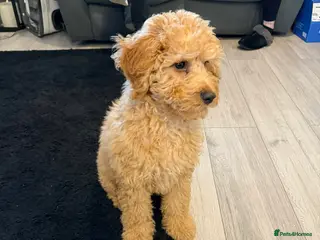 Cockapoo dogs Stunning cockapoo - Advert 1