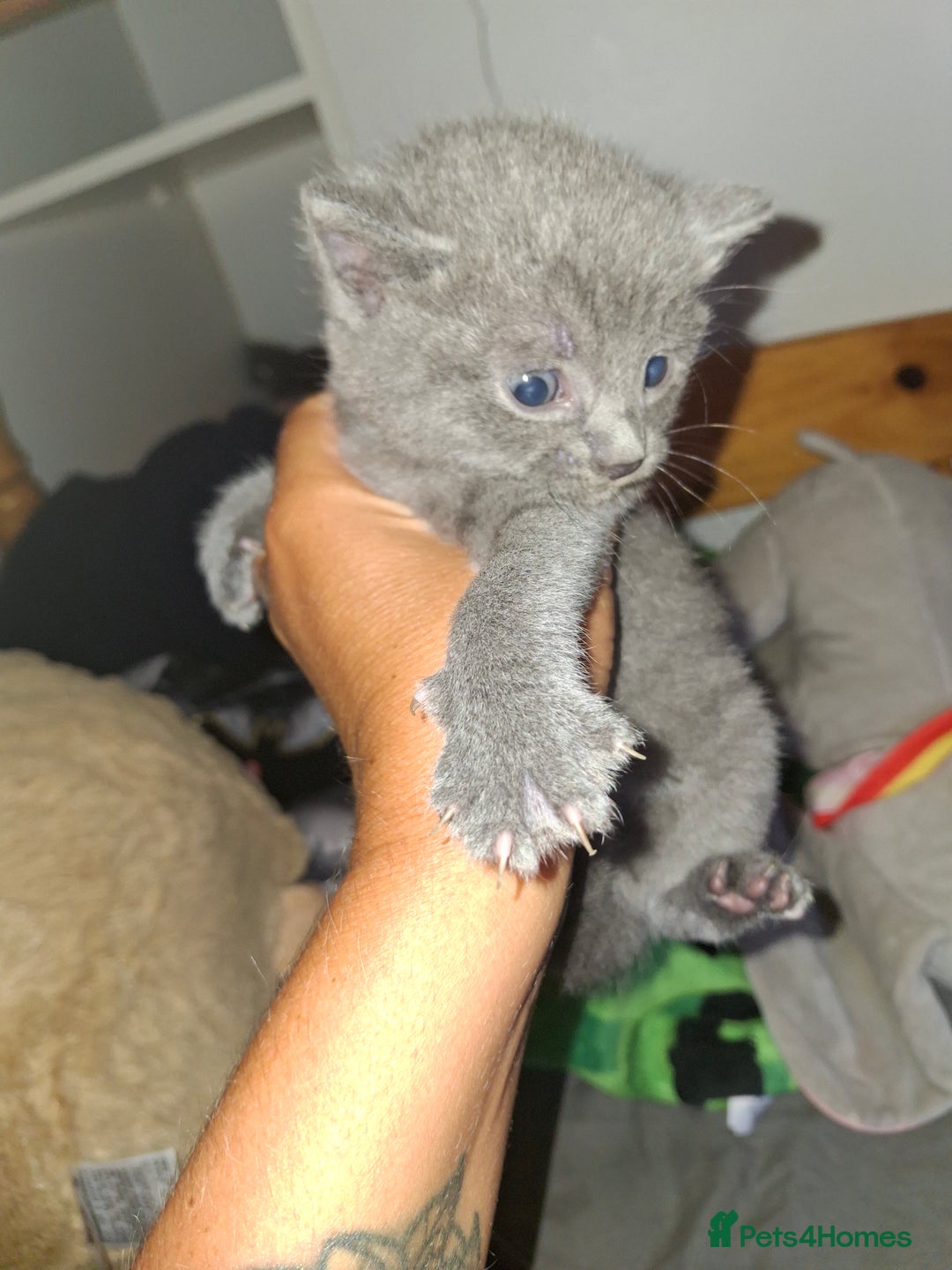 Mixed Breed cats for sale: British short hair cross kittens - Image 4