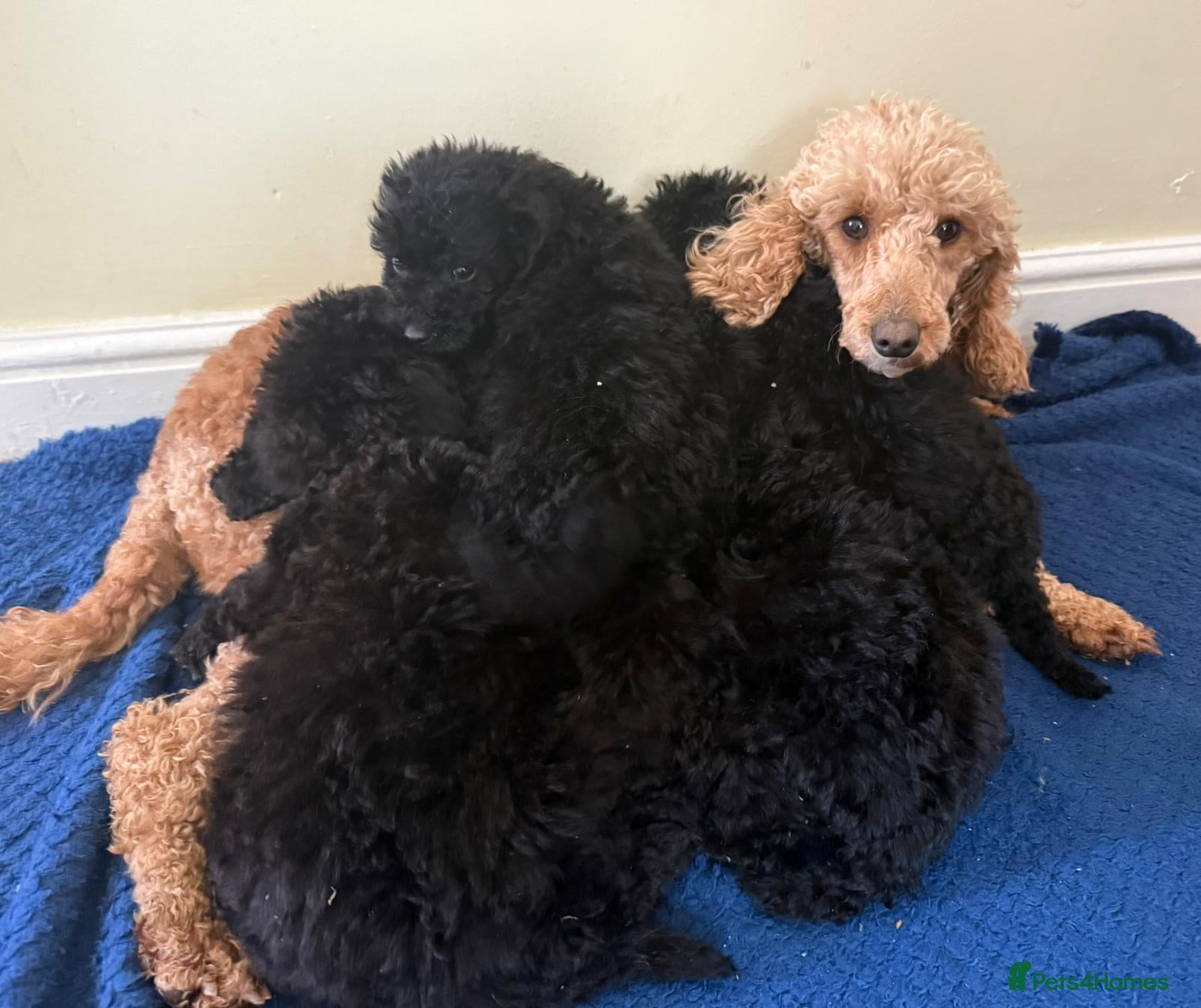 Cockapoo dogs Stunning puppies  - Advert 1