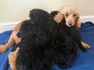 Cockapoo dogs Stunning puppies - Advert 1