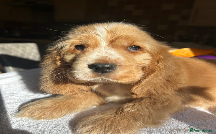 Cocker Spaniel dogs - Advert 2
