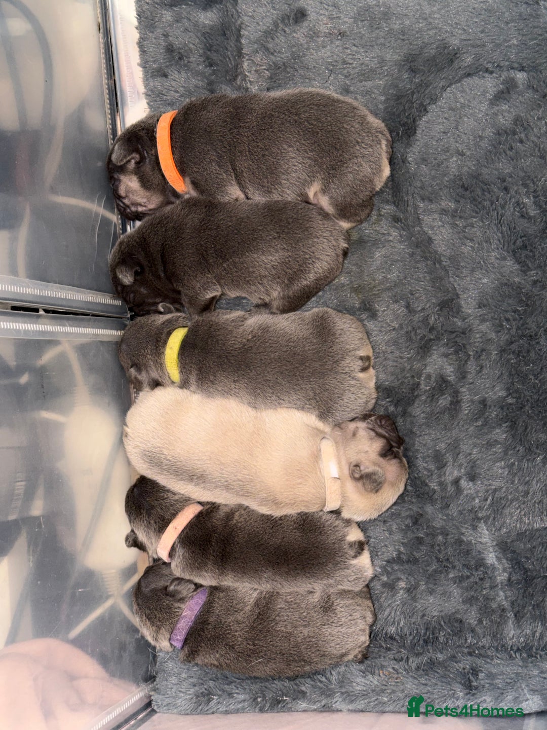 French Bulldog dogs for sale: French bulldog puppies  - Advert 7