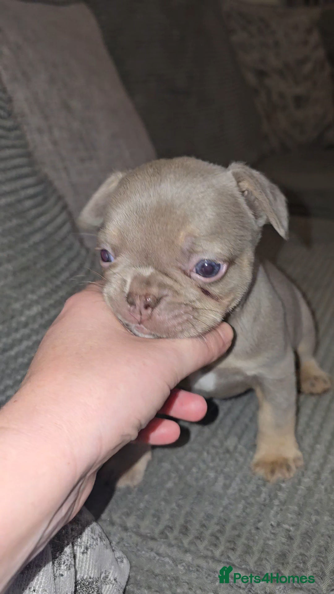 French Bulldog dogs for sale: Quality fluffy kc registered French bulldogs  - Advert 9