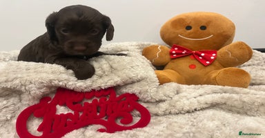 Cockapoo dogs ADORABLE COCKAPOO PUPPIES - Advert 4