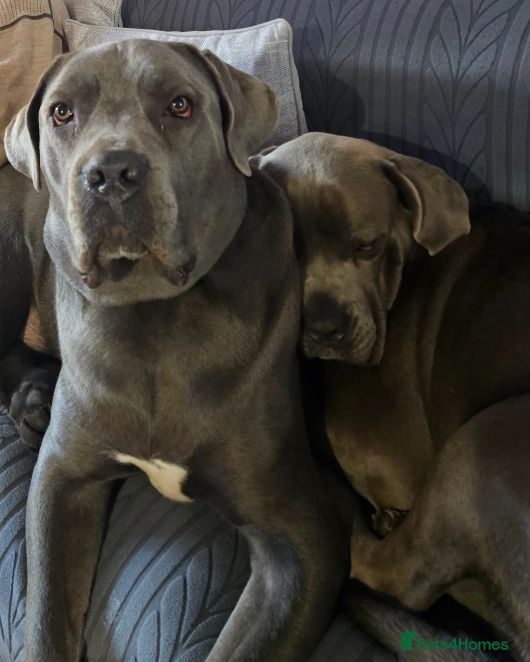Cane Corso dogs for sale: Cane corsos - Advert 1